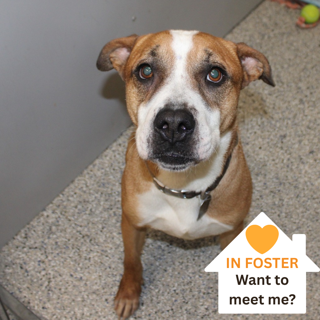 Bandito - Mixed Breed (Medium)/Terrier, Pit Bull