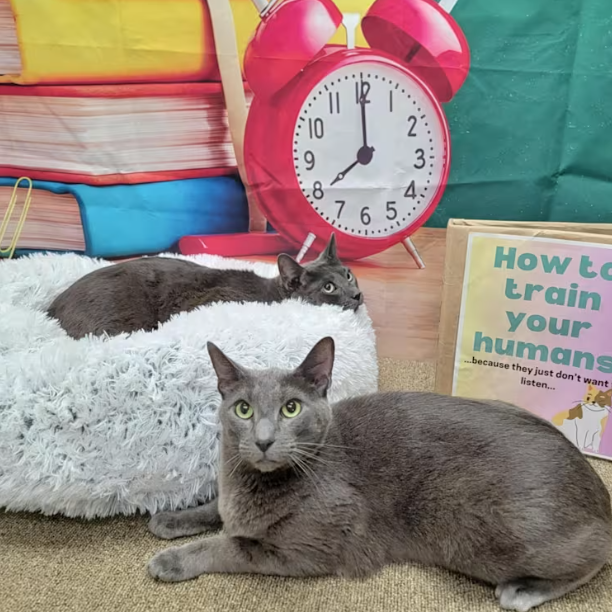 Lewis - Domestic Shorthair