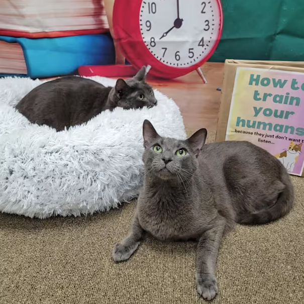 Clark - Domestic Shorthair