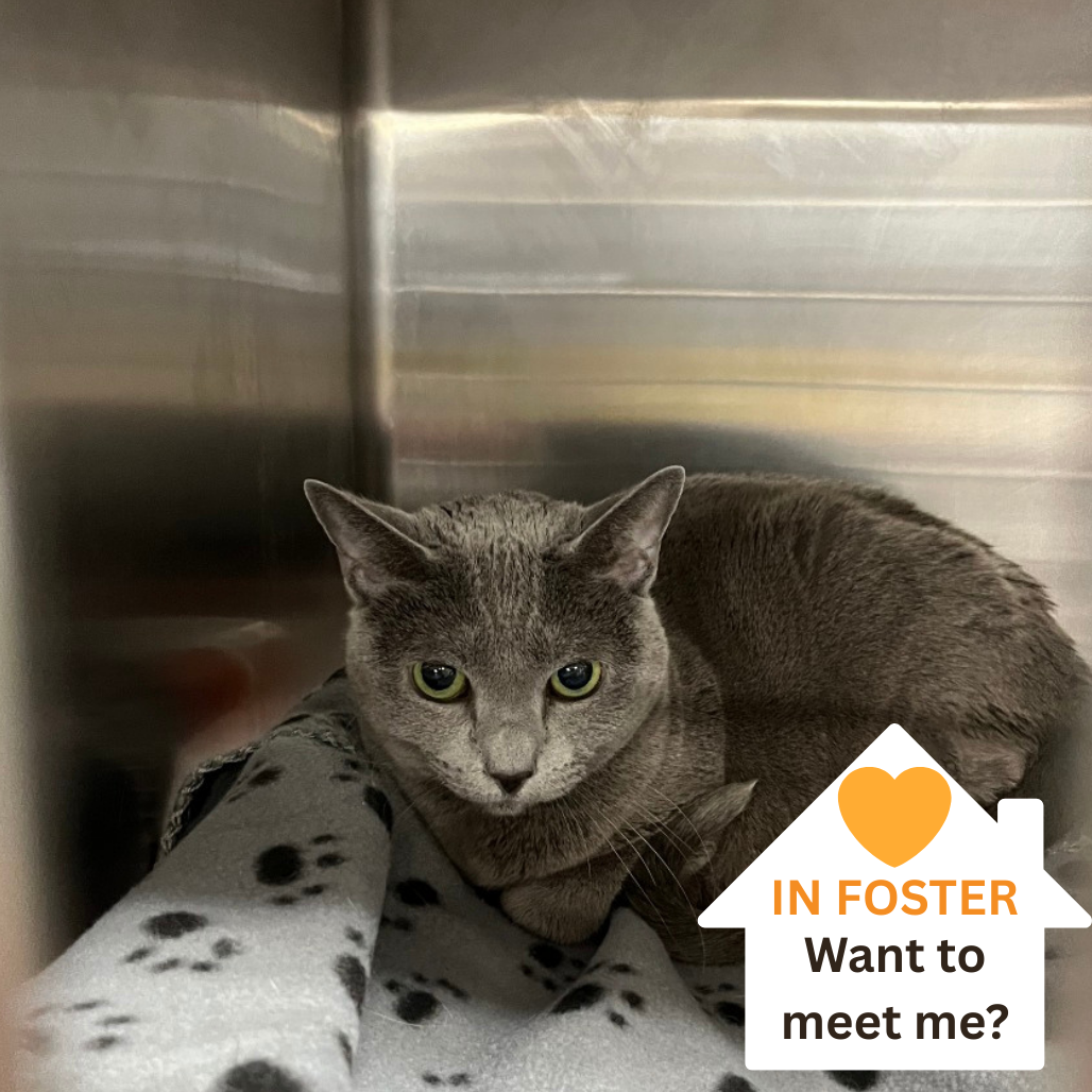 Graphite - Domestic Shorthair