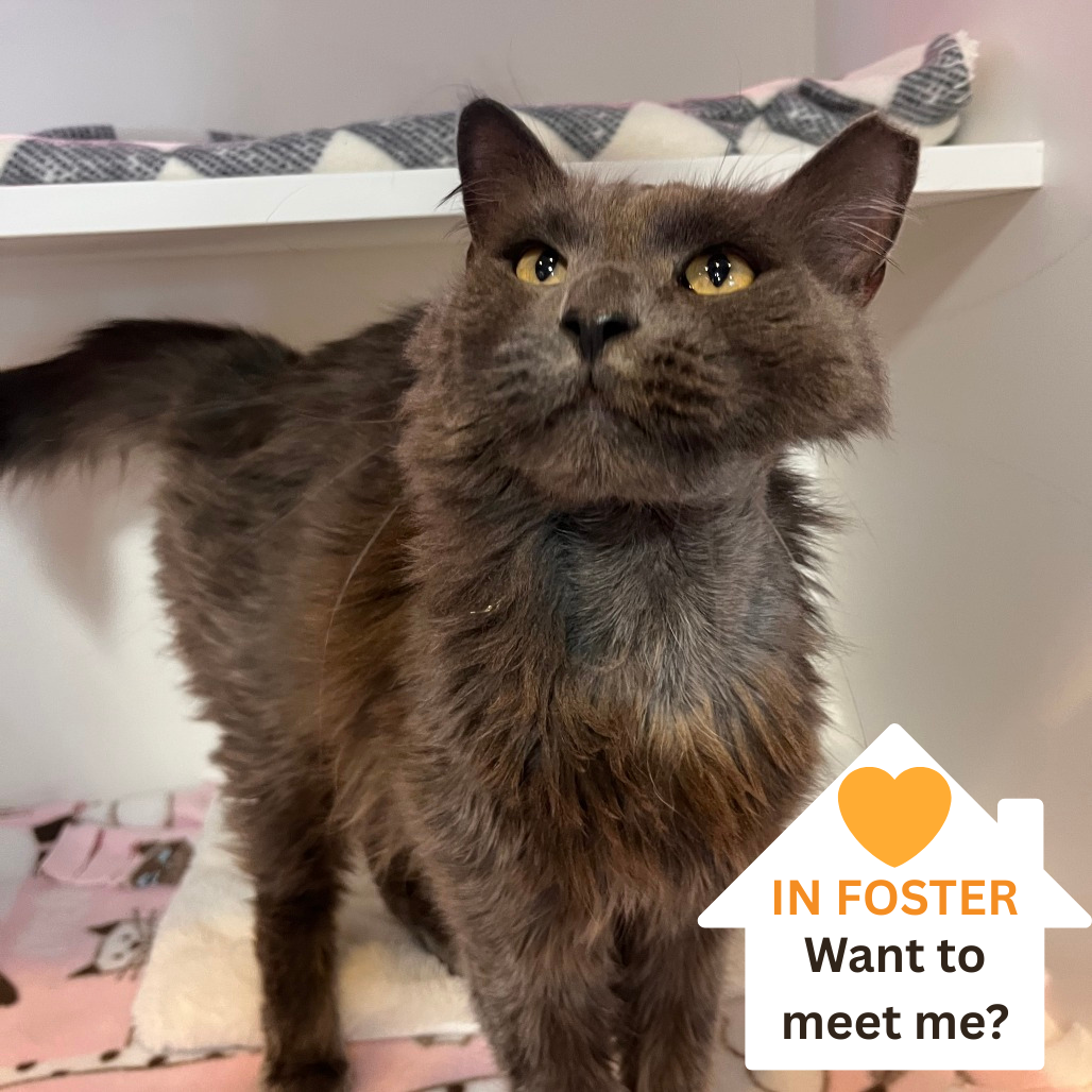 Ficus - Domestic Medium Hair