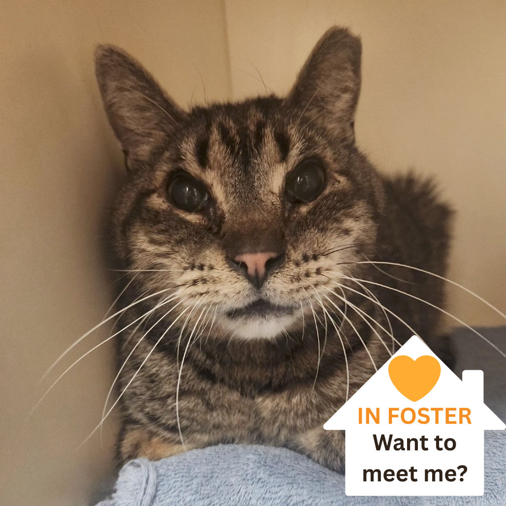 Harvey - Domestic Shorthair