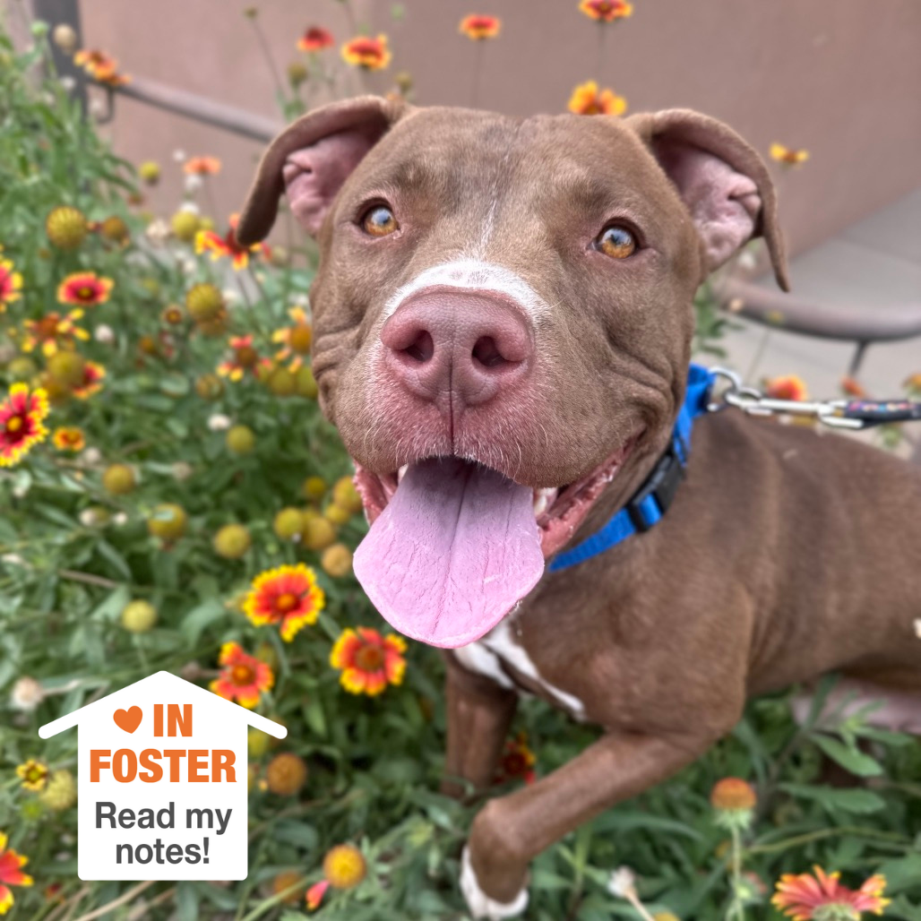 Tugboat - Terrier, Pit Bull/Mix