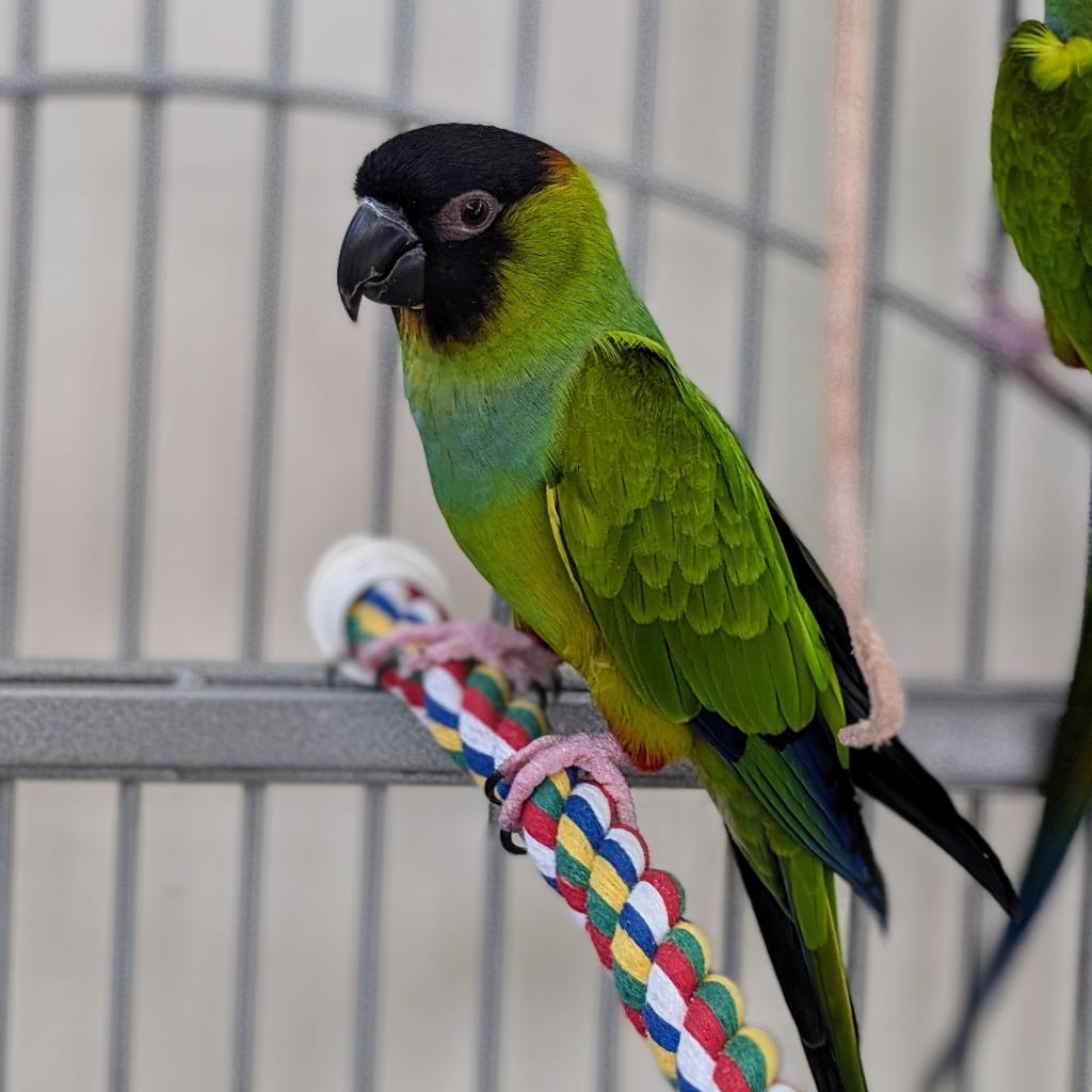 Wasabi - Nanday Conure