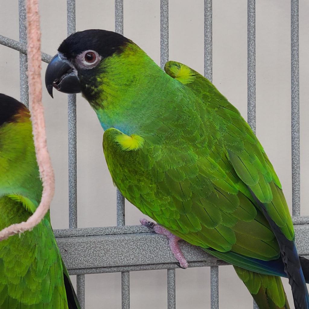 Edamame - Nanday Conure