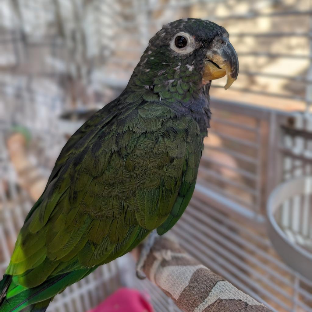 Pax - Scaly-headed/Maximillian's Pionus