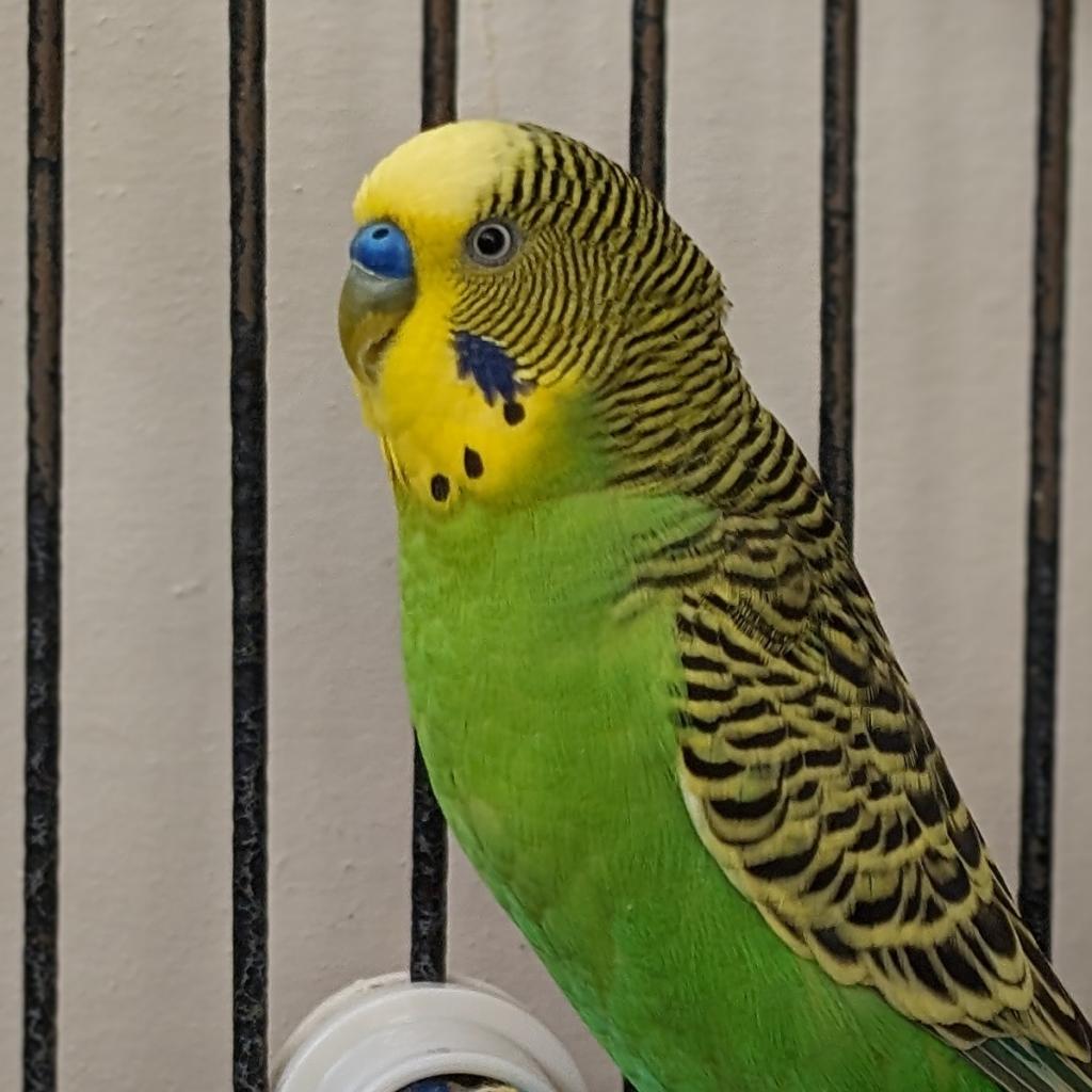 Jones - Common (Budgie/Budgerigar) Parakeet