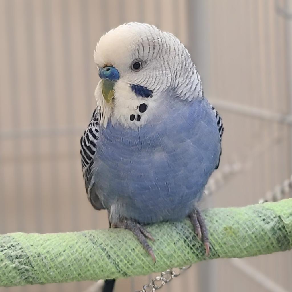 Patrick - Common (Budgie/Budgerigar) Parakeet