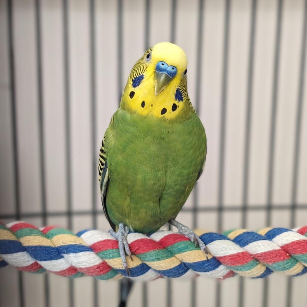 Sandy - Common (Budgie/Budgerigar) Parakeet