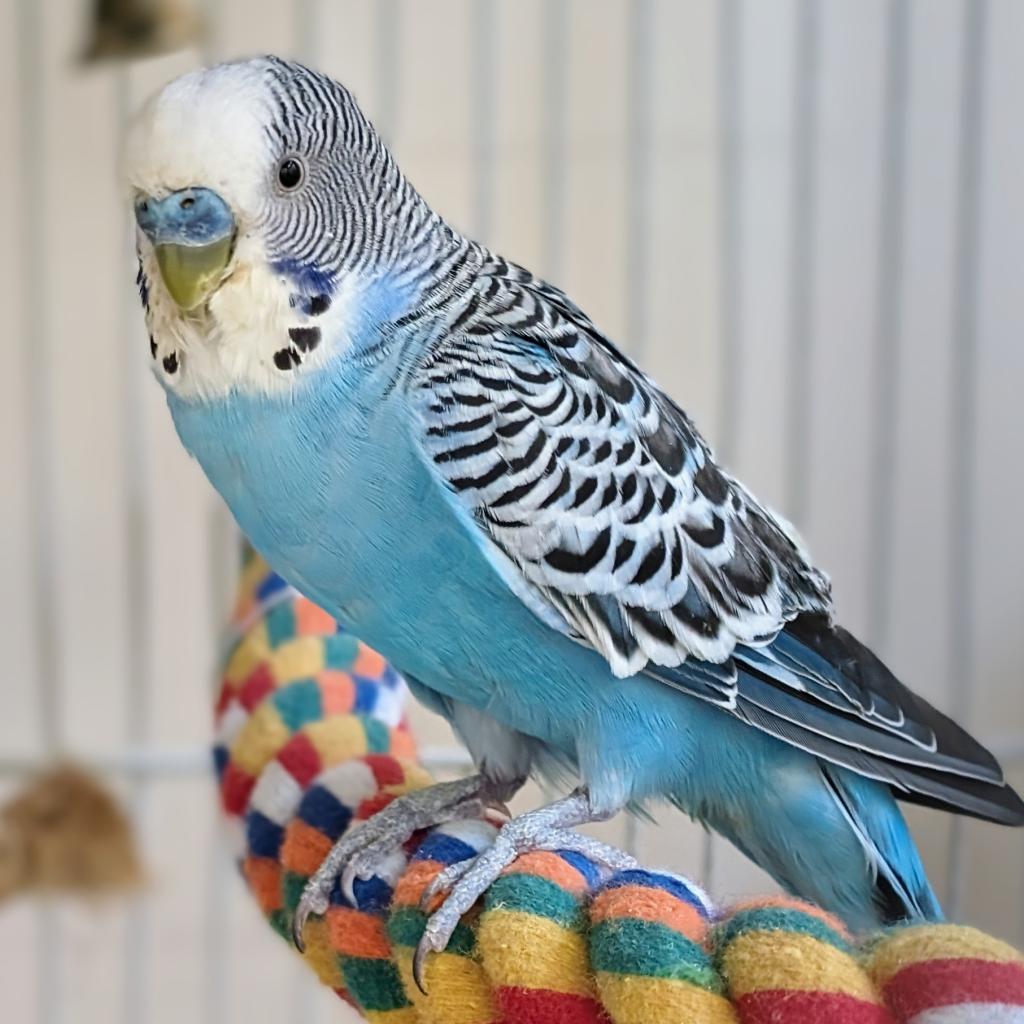 Thanos - Common (Budgie/Budgerigar) Parakeet