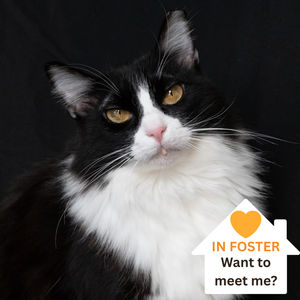 Lady Luck - Domestic Longhair