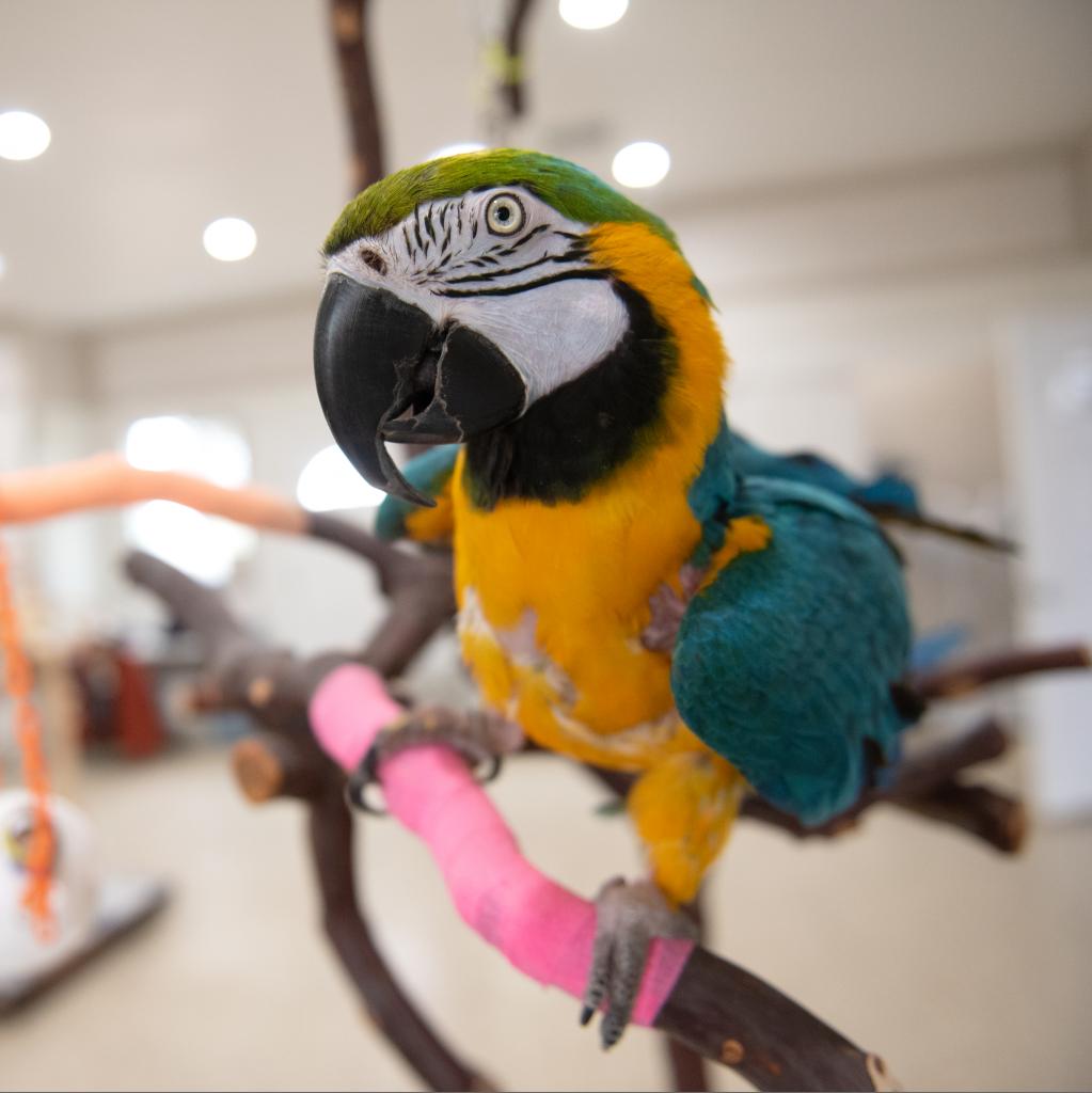 Captain - Blue-and-gold Macaw