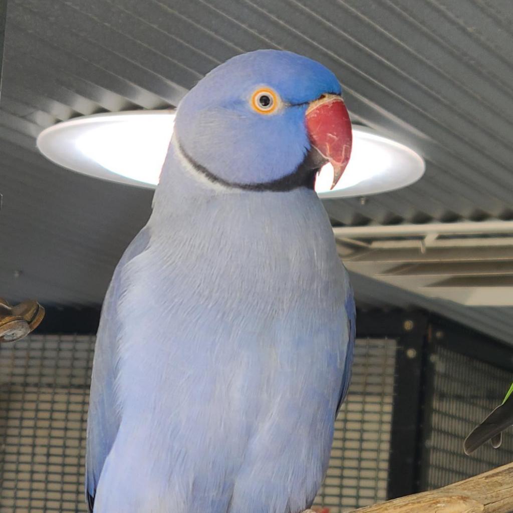 Desmond - Indian Rose-ringed/Ring-necked Parakeet