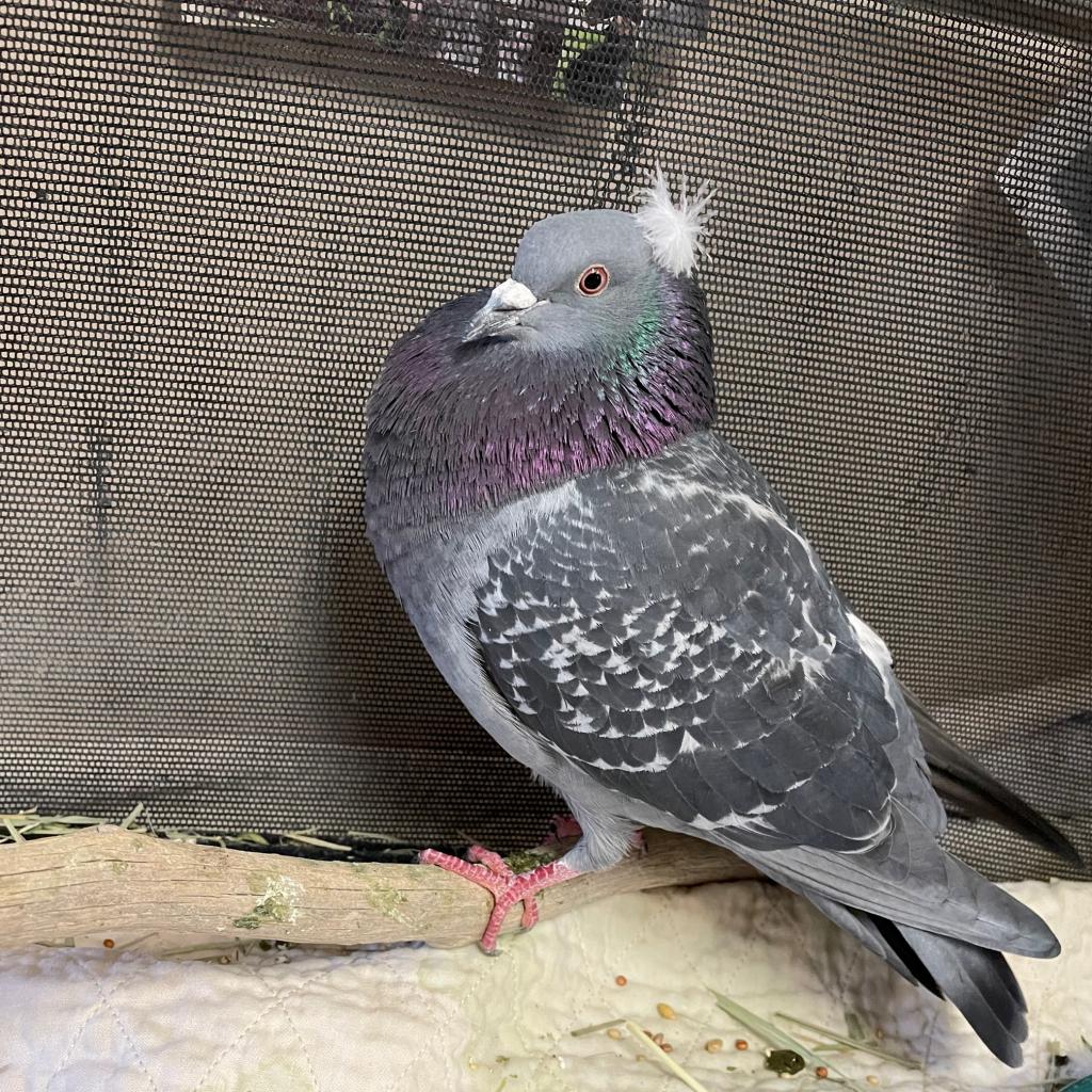 Jupiter 286 - Pigeon, Unspecified