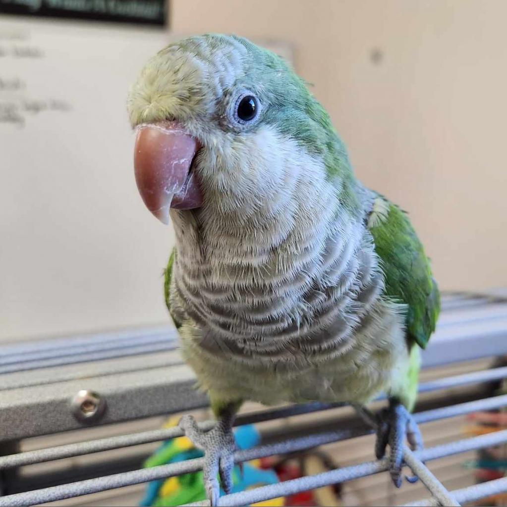 Harry - Monk/Quaker Parakeet