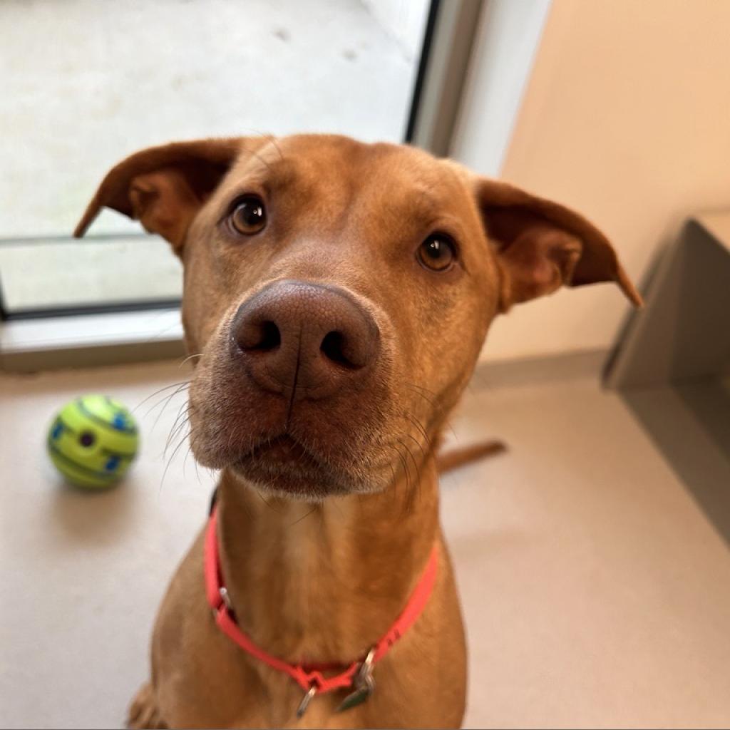 Jake - Mixed Breed (Large)