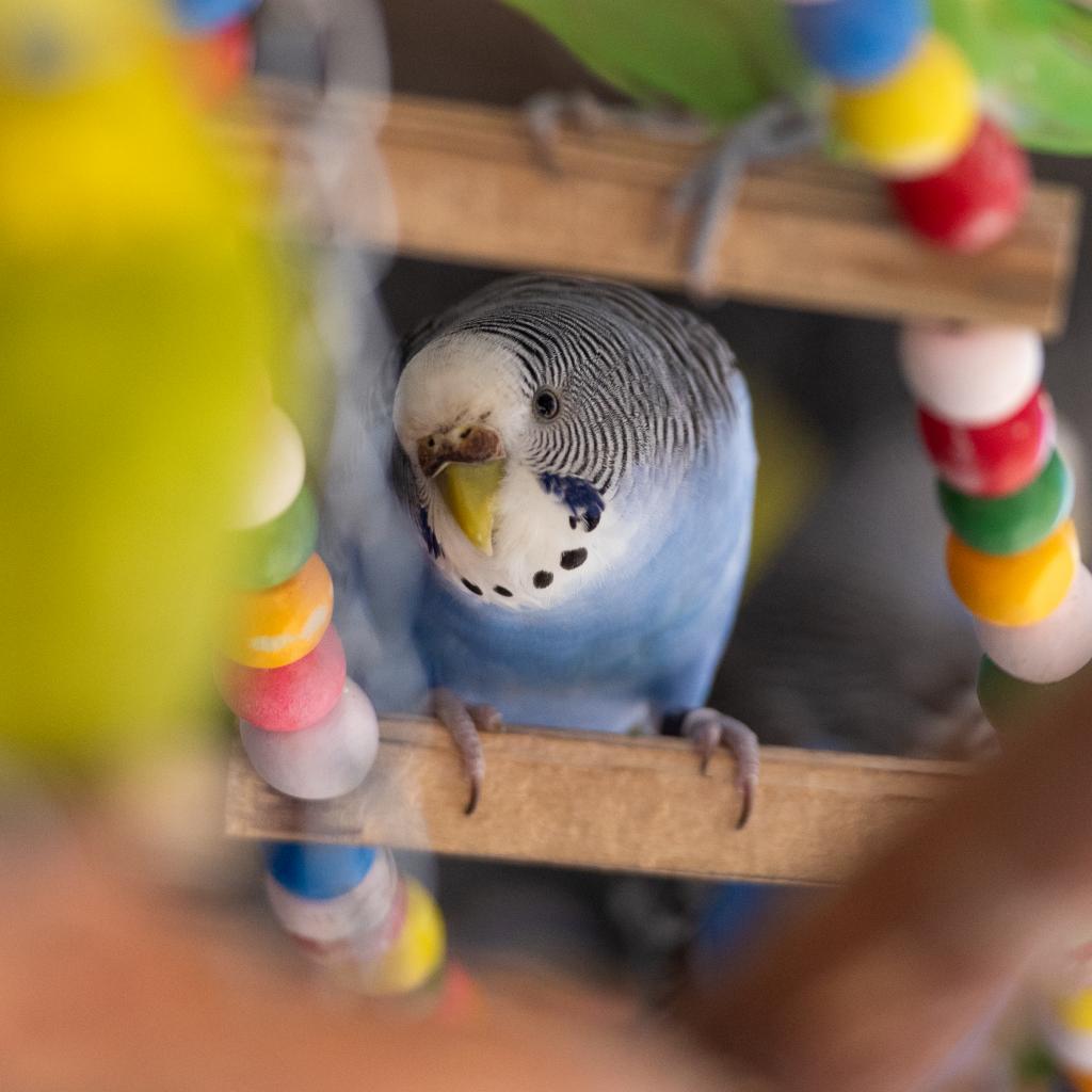 The Gentleman Pirate - Common (Budgie/Budgerigar) Parakeet