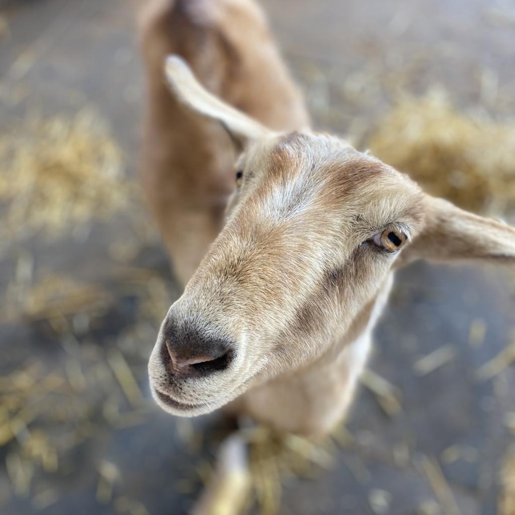 Adoptable Female Female