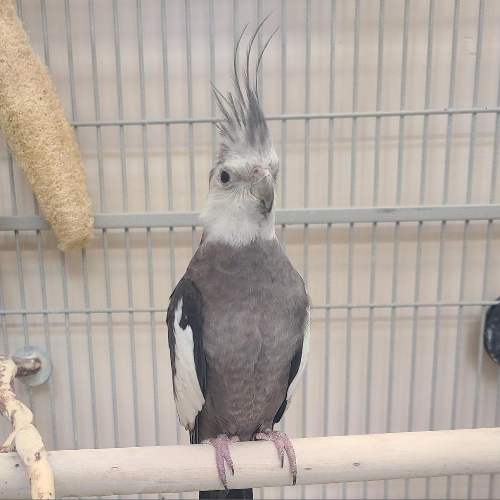 Adoptable Female Female