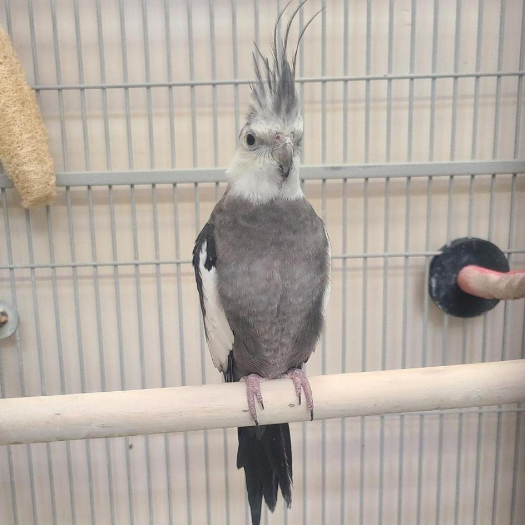 Adoptable Female Female