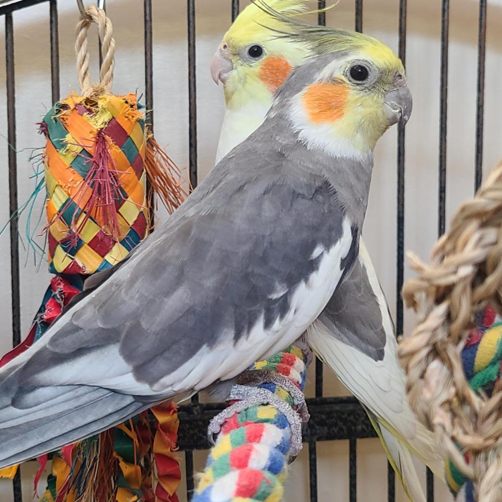 Heimdall - Cockatiel