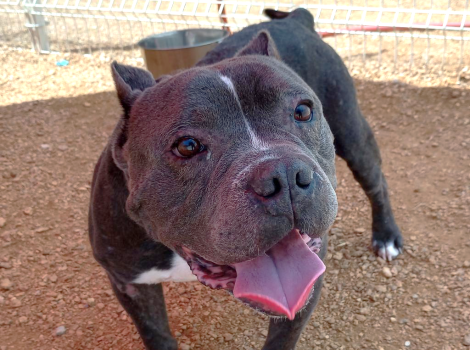 Pumba the dog with mouth open in a smile