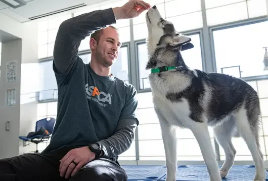 aspca staff member working with a black and white dog