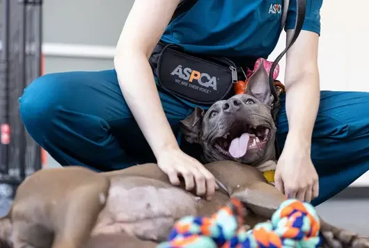 ASPCA staff member petting brown dog