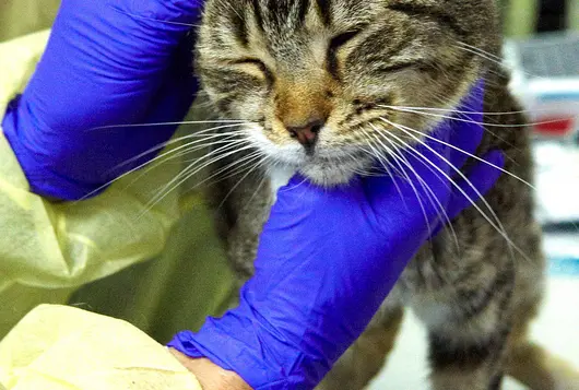 a tabby cat is examined by medical staff wearing yellow and purple ppe 