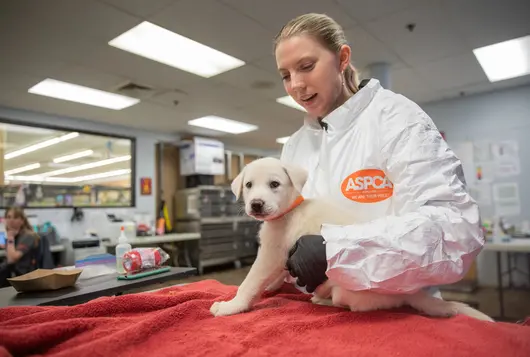 Woman giving medical exam to small white dog