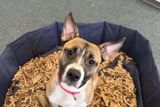 Dog sitting and looking at camera