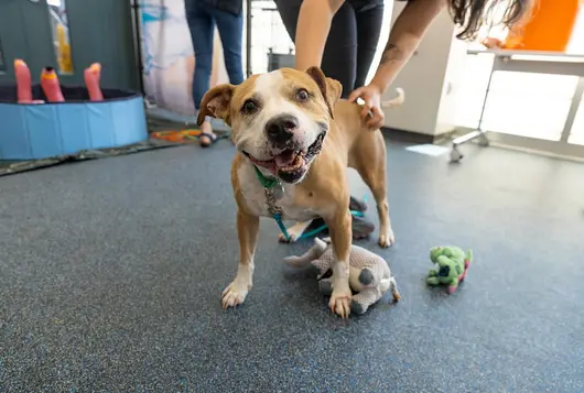 A medium sized tan and white pit type dog smiles indoors surrounded by toys
