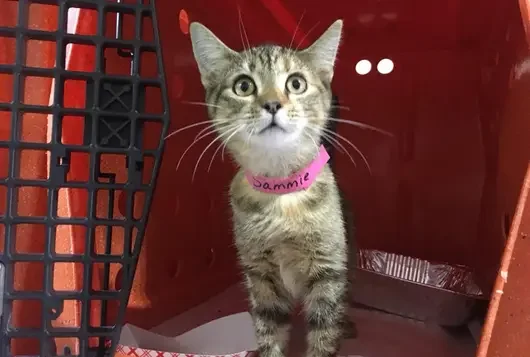Transport cat in crate