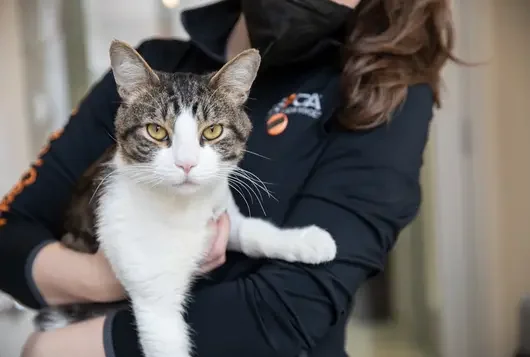 a shelter professional holding a grey and white cat