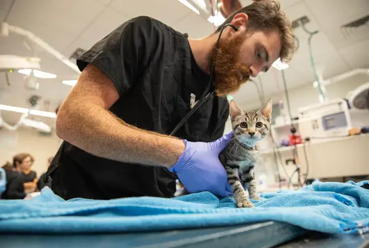 a medical veterinary worker gently holds a tabby cat on a clinic exam table