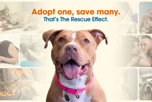 a happy dog sits in the middle of a collage of happy animal photos